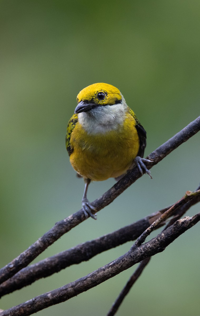 Silberkehltangare - ML647847602