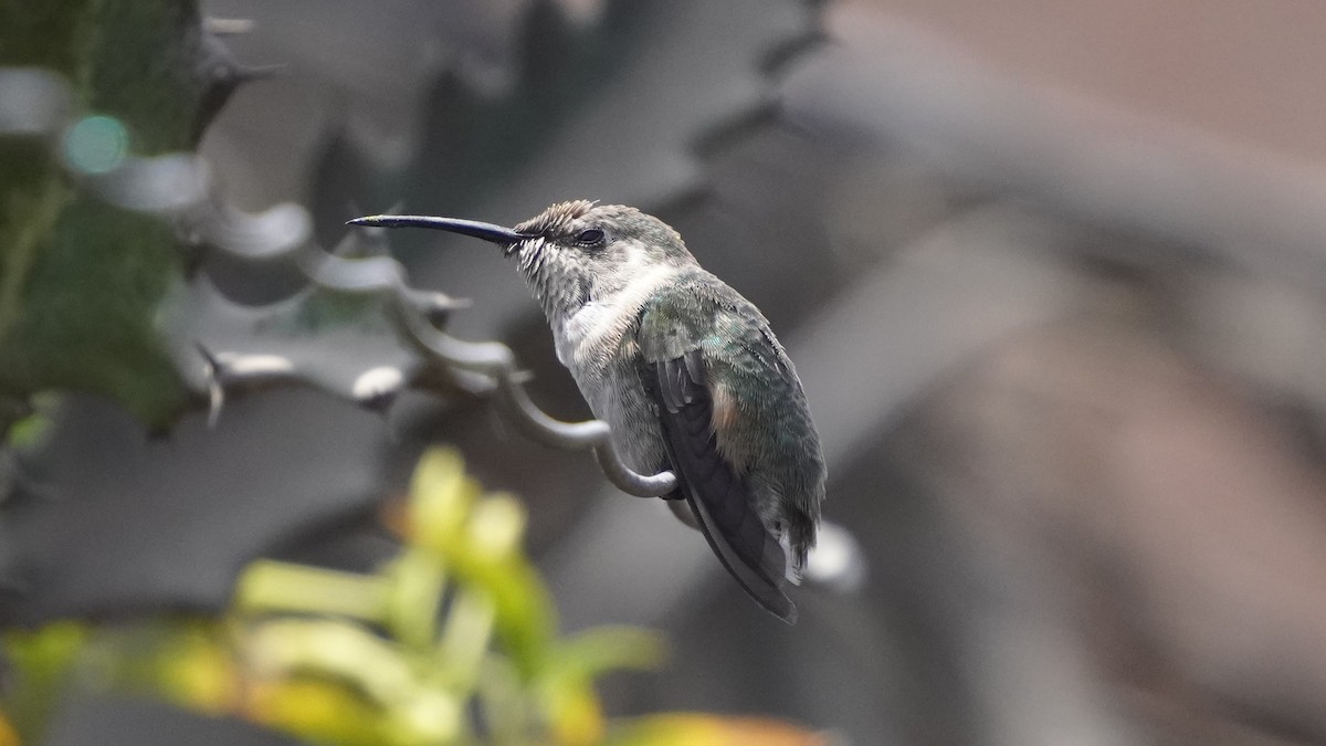 Türkiskehlelfe - ML647847607