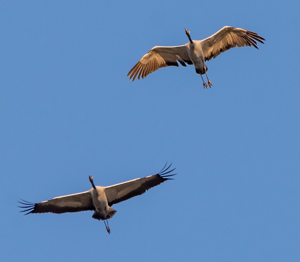 Kranich - ML647847610