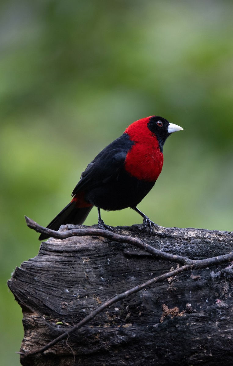 Flammentangare - ML647847613