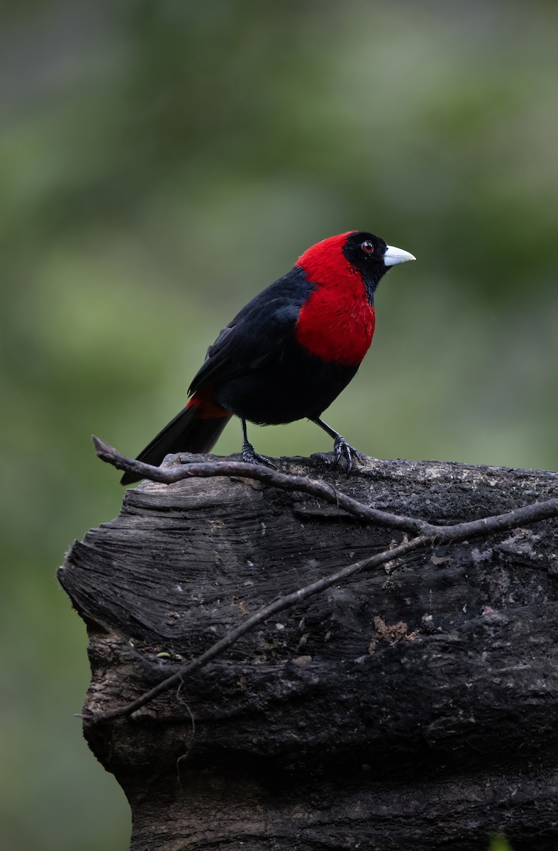 Flammentangare - ML647847614