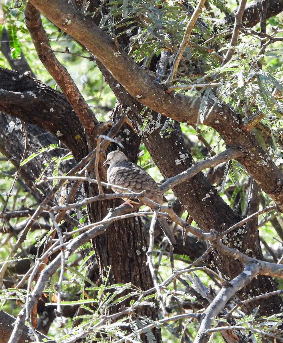 Inca Dove - ML647847639