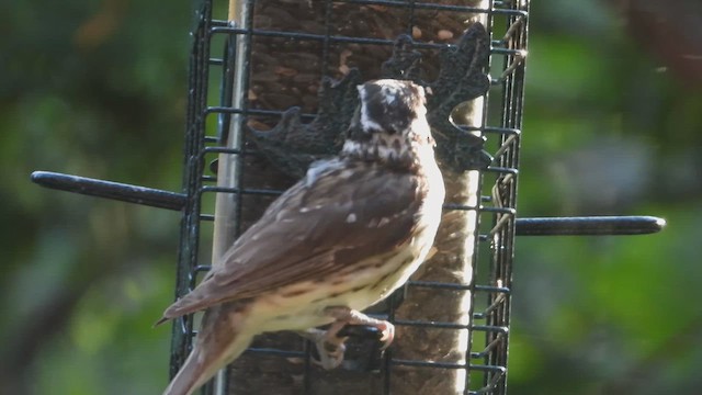 dlaskovec růžovoprsý - ML647847642