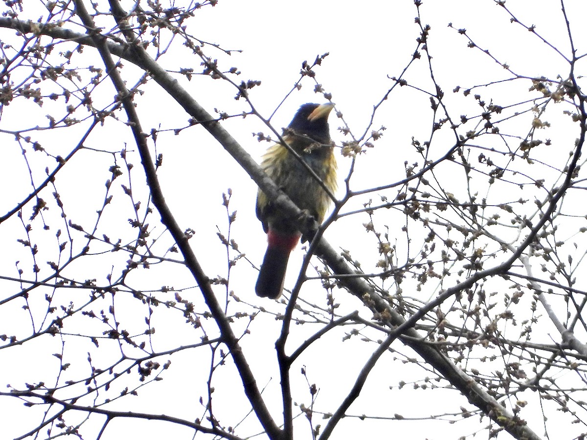 Great Barbet - ML647847666