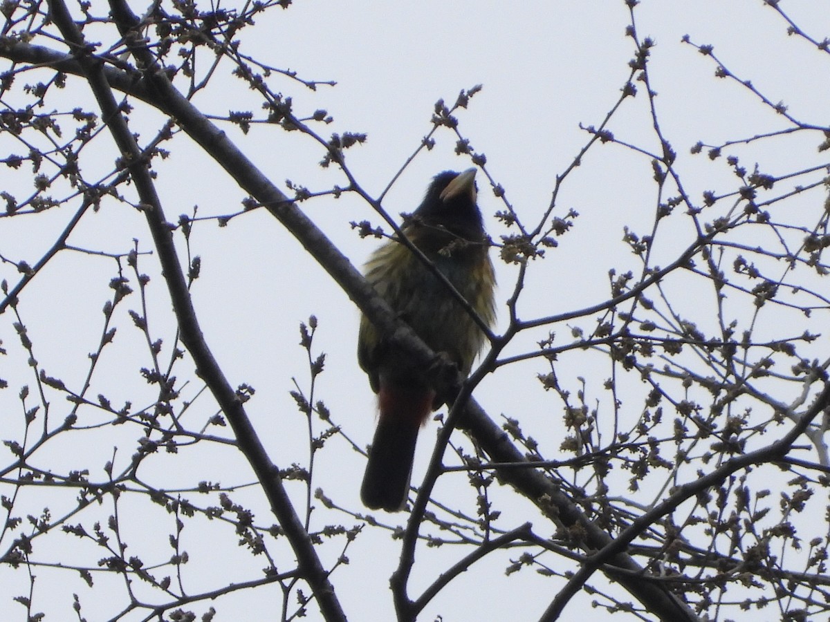 Great Barbet - ML647847667