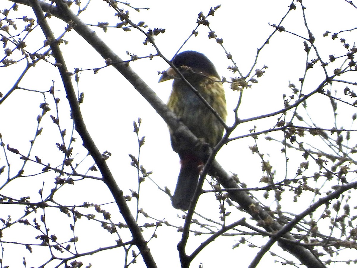 Great Barbet - ML647847668