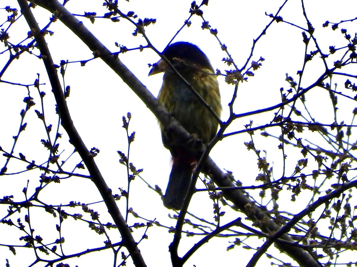 Great Barbet - ML647847670