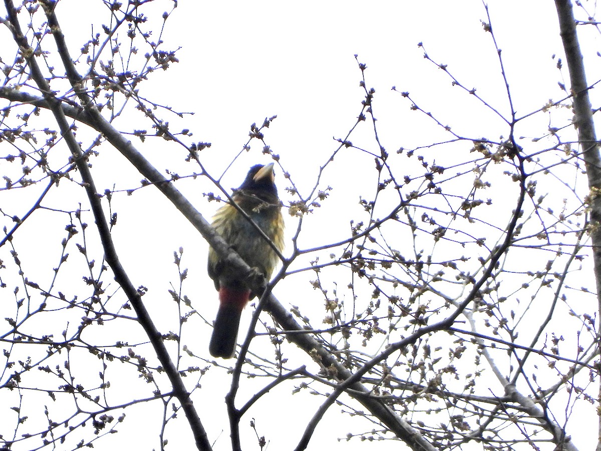 Great Barbet - ML647847671