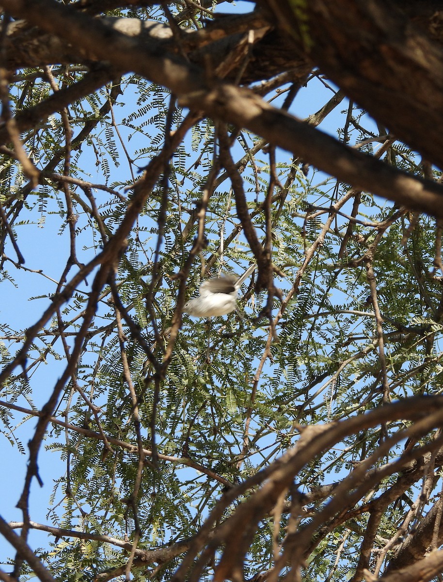 ブユムシクイ - ML647847715