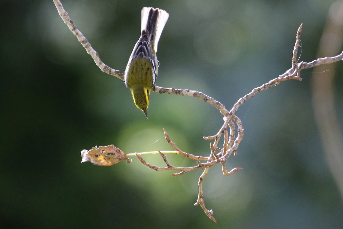 Townsend's Warbler - ML647847721