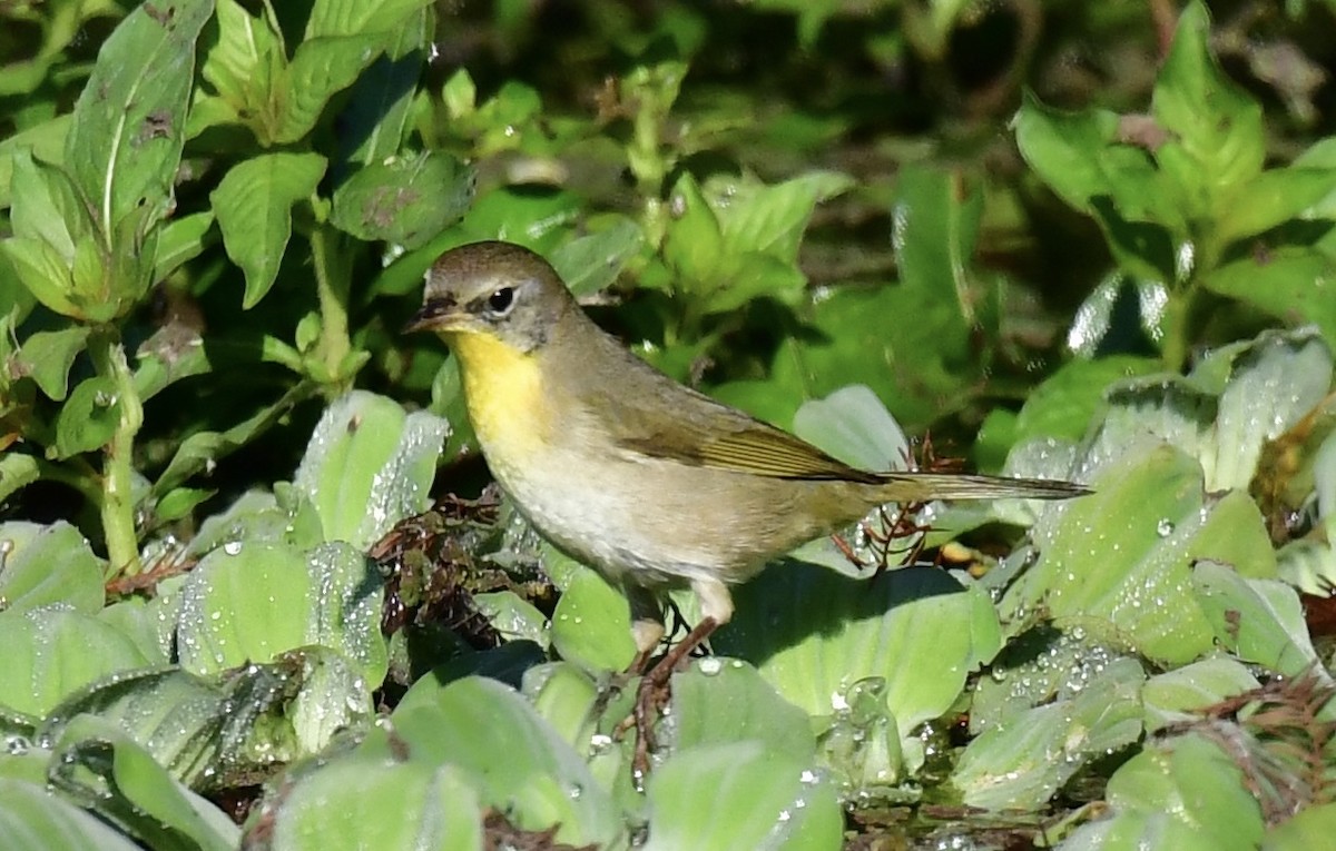 Common Yellowthroat - ML647847744