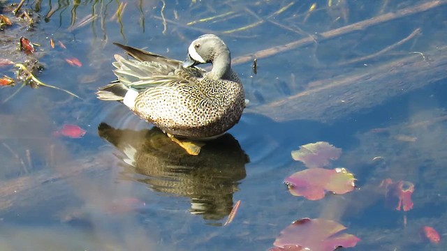 čírka modrokřídlá - ML647847779