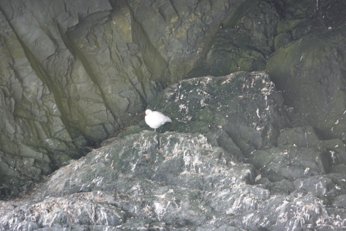 Snowy Sheathbill - ML647847783