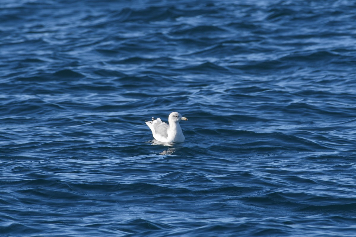 California Gull - ML647847802