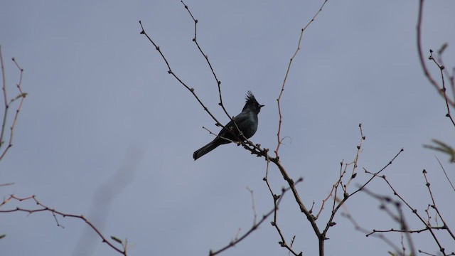 palmovník tmavý - ML647847827