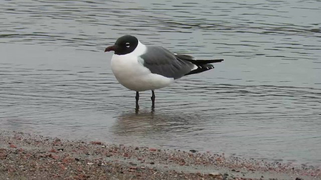 racek karibský - ML647847839