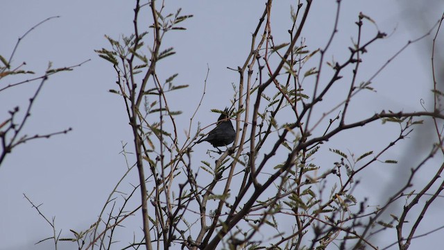 palmovník tmavý - ML647847840