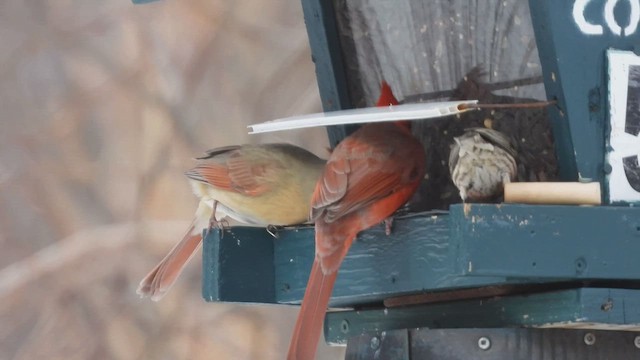 kardinál červený - ML647847851