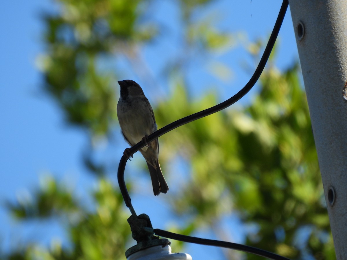 vrabec domácí - ML647847859