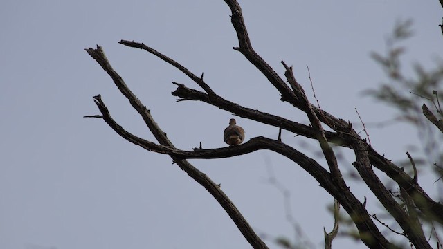 hrdlička karolínská - ML647847871