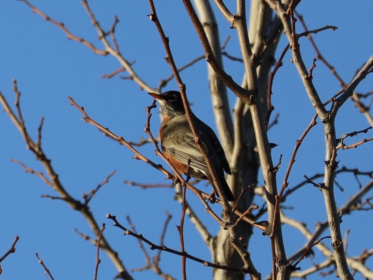 コマツグミ - ML647847892