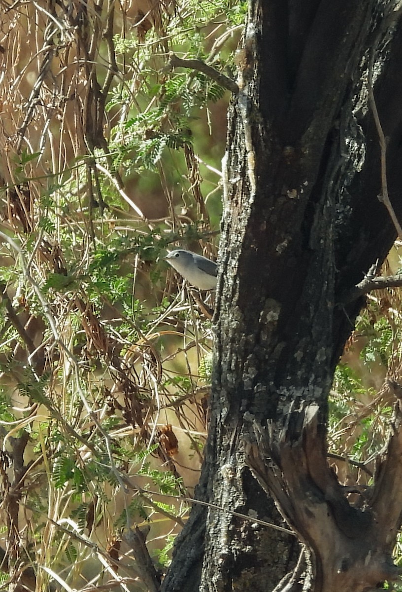 ブユムシクイ - ML647847915