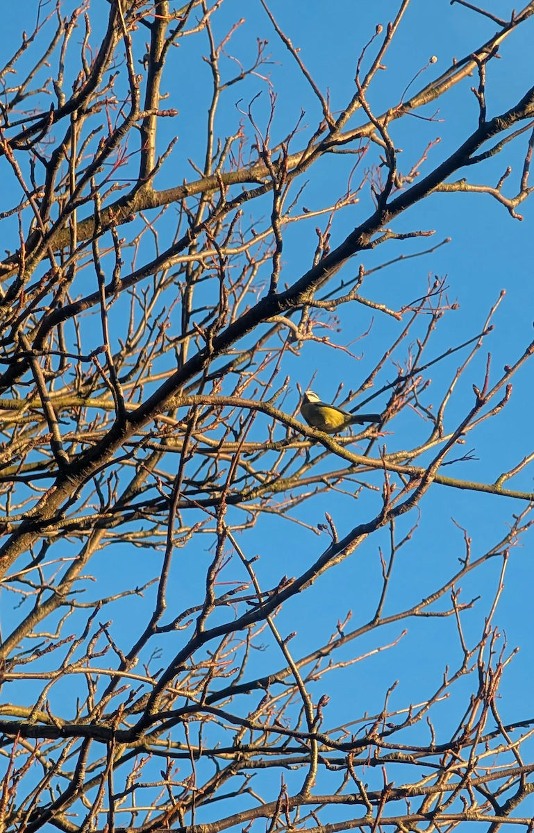 Eurasian Blue Tit - ML647847928