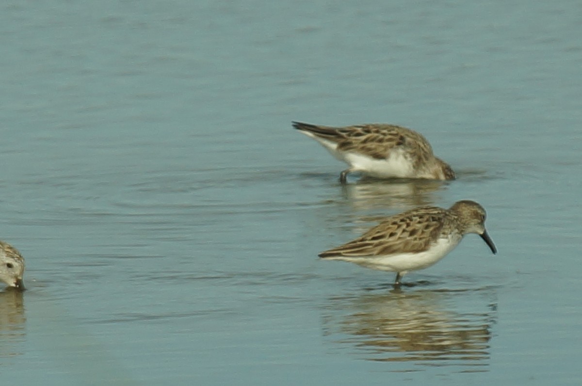 Semipalmated Sandpiper - ML647847943