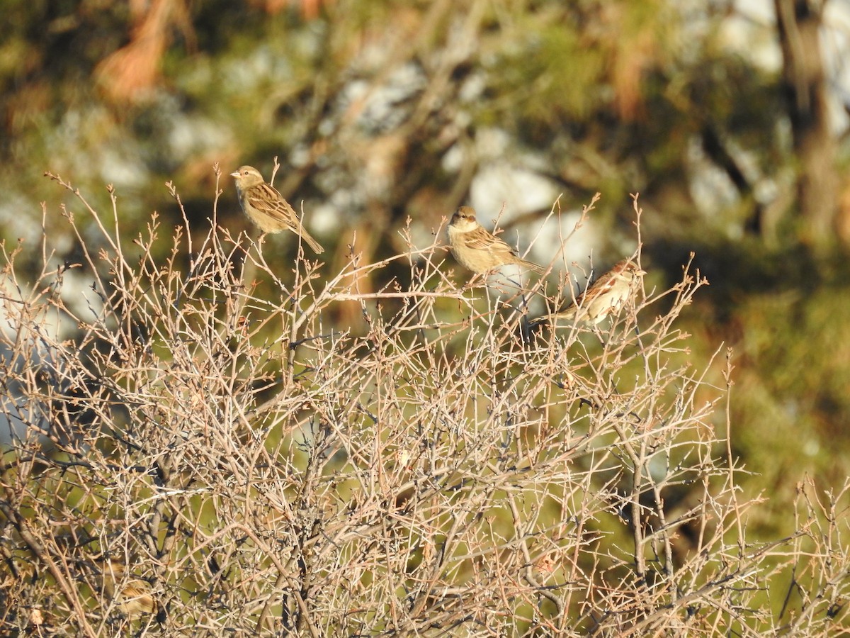 vrabec domácí - ML647847960