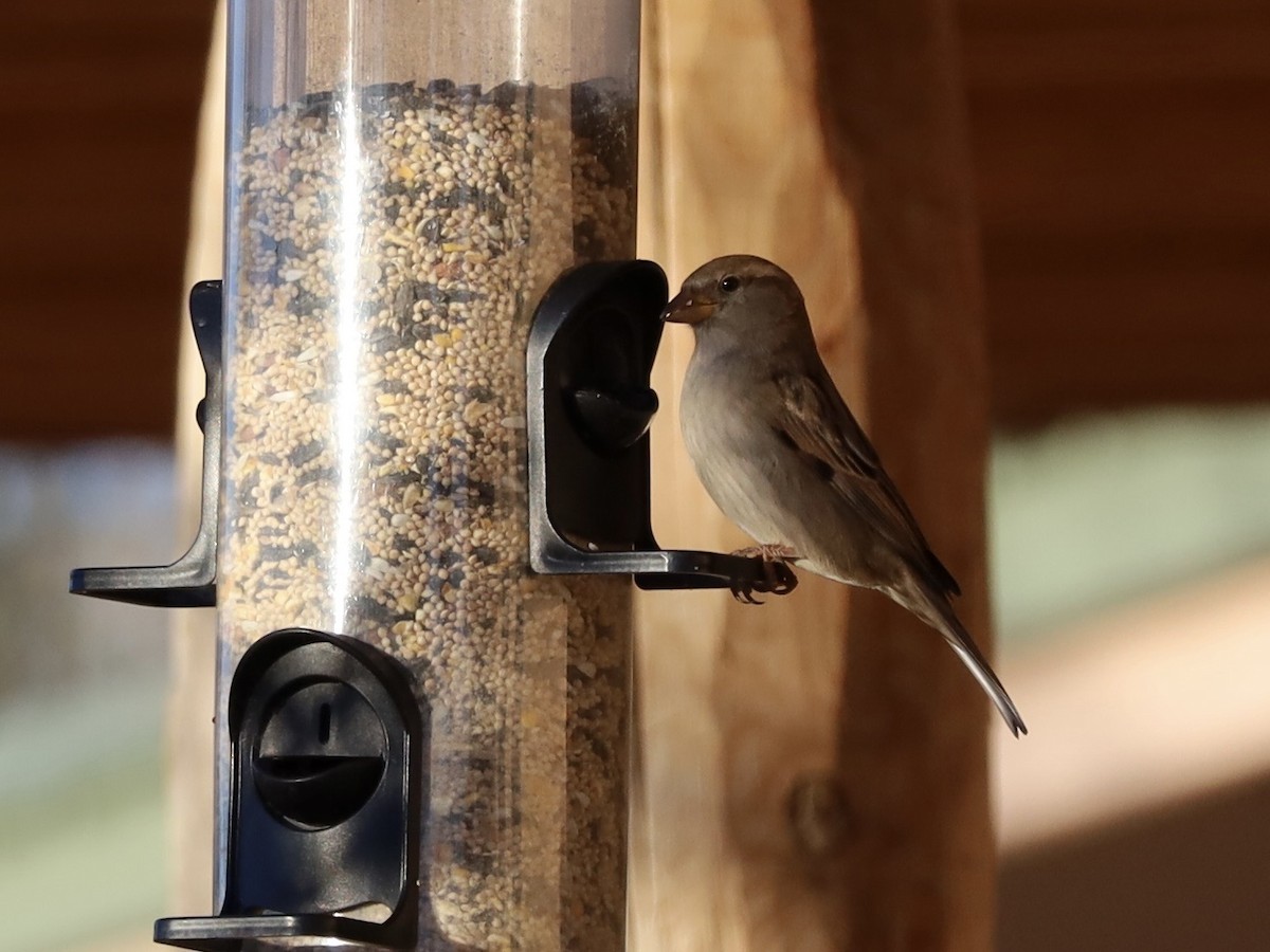 vrabec domácí - ML647847975