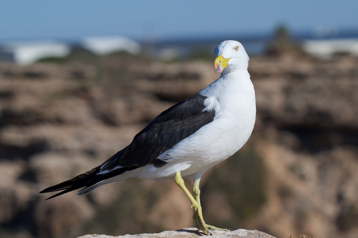 Gaviota de Tasmania - ML647848035