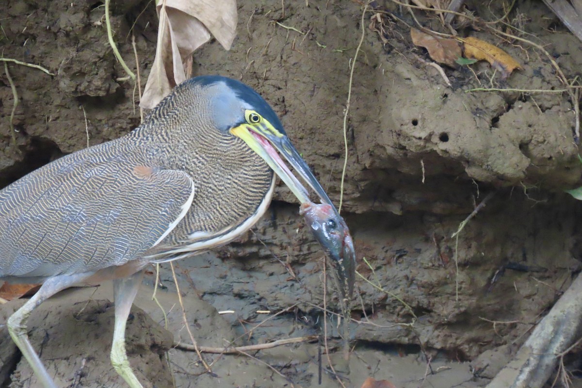 Avetigre Mexicana - ML647848039