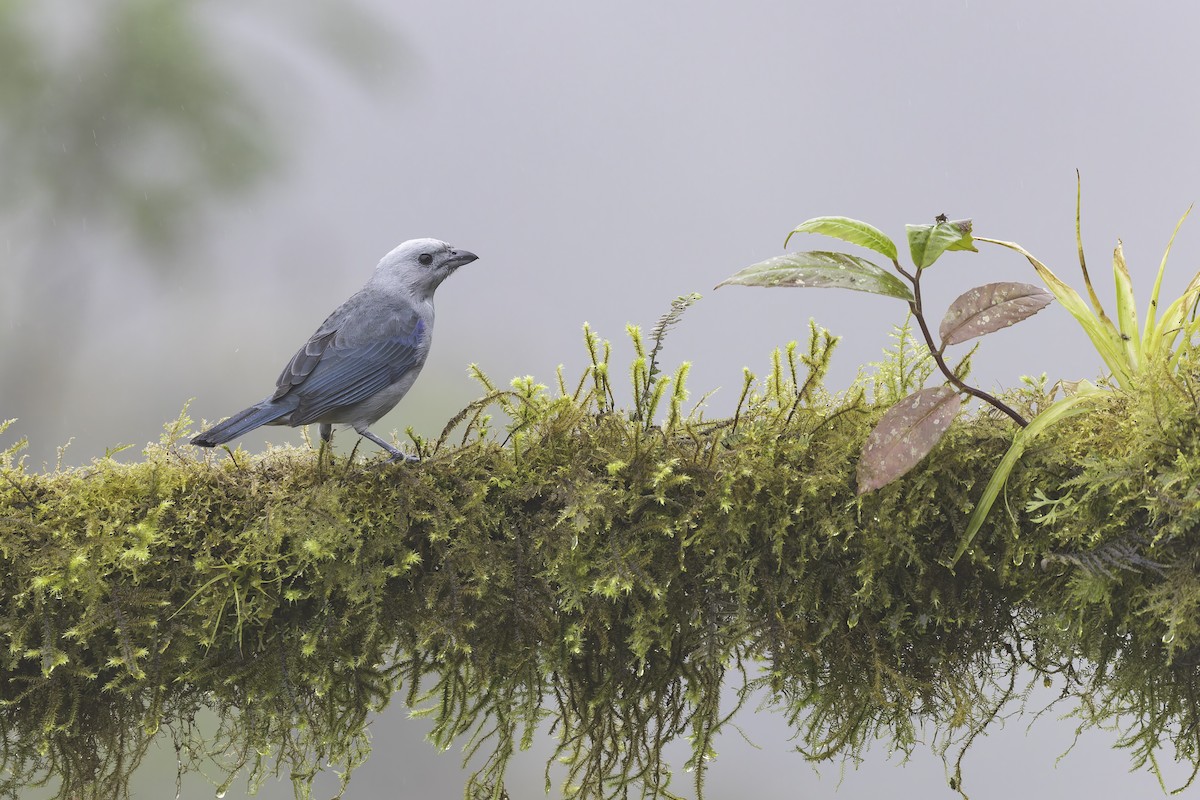 Tangara Azuleja (grupo cana) - ML647848040