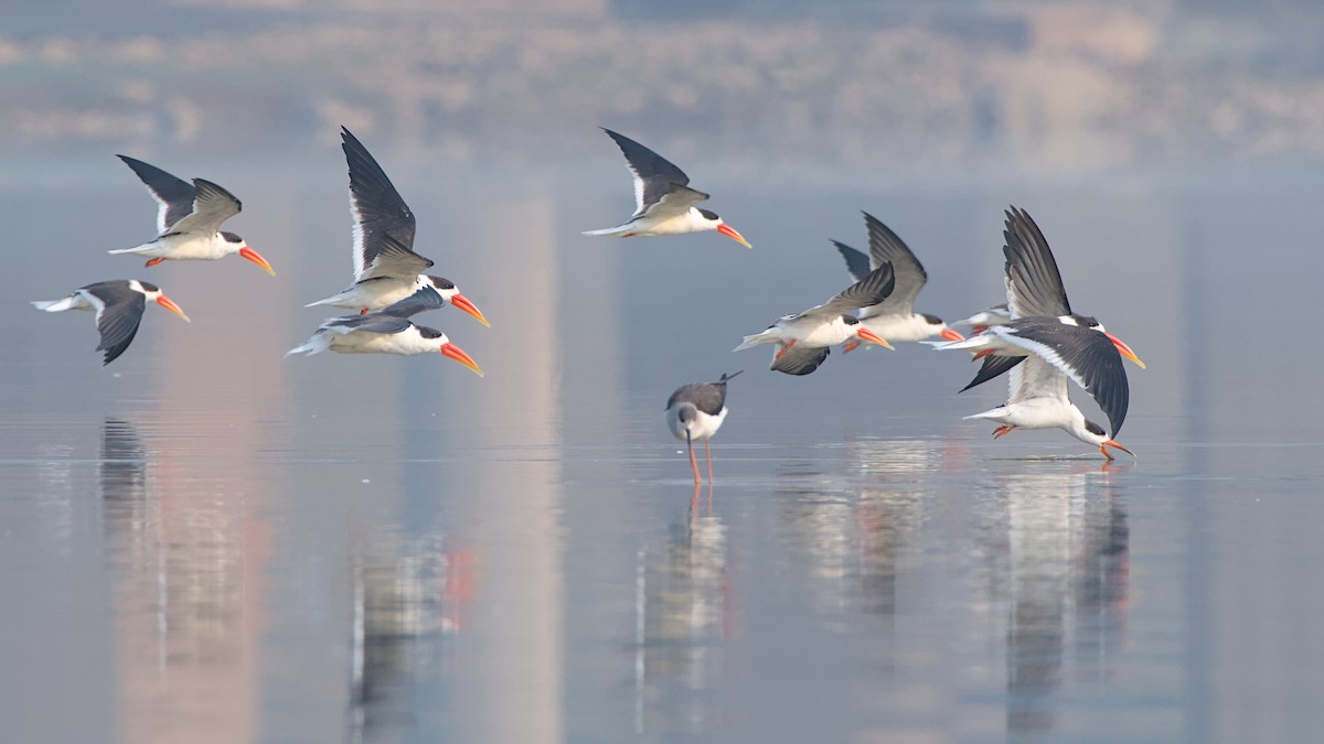 Rayador Indio - ML647848043