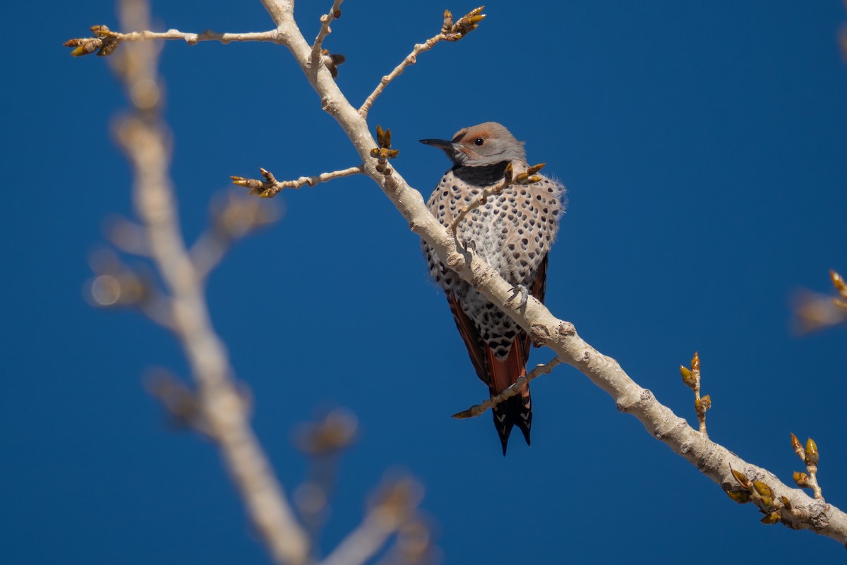 Carpintero Escapulario - ML647848044