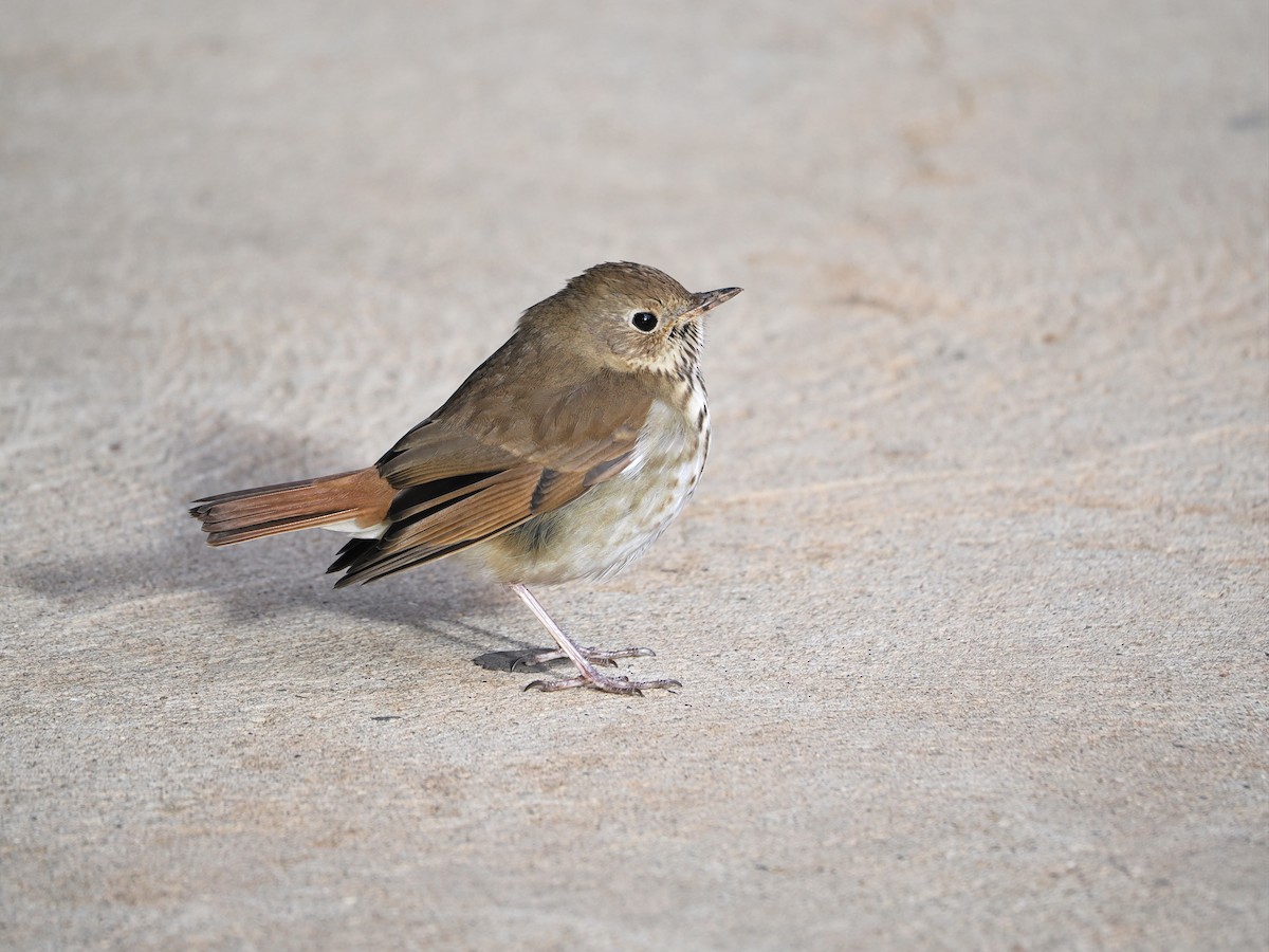 Zorzalito Colirrufo - ML647848047