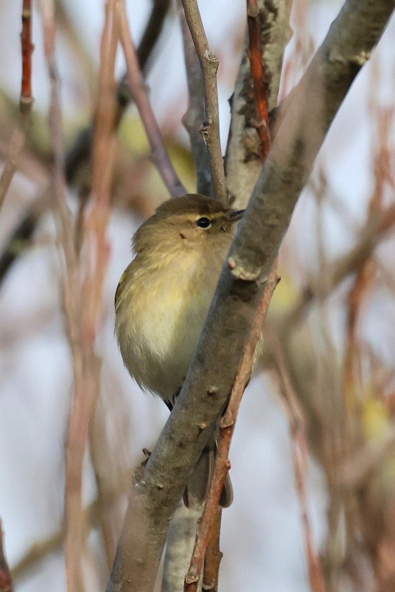 Mosquitero Común - ML647848048