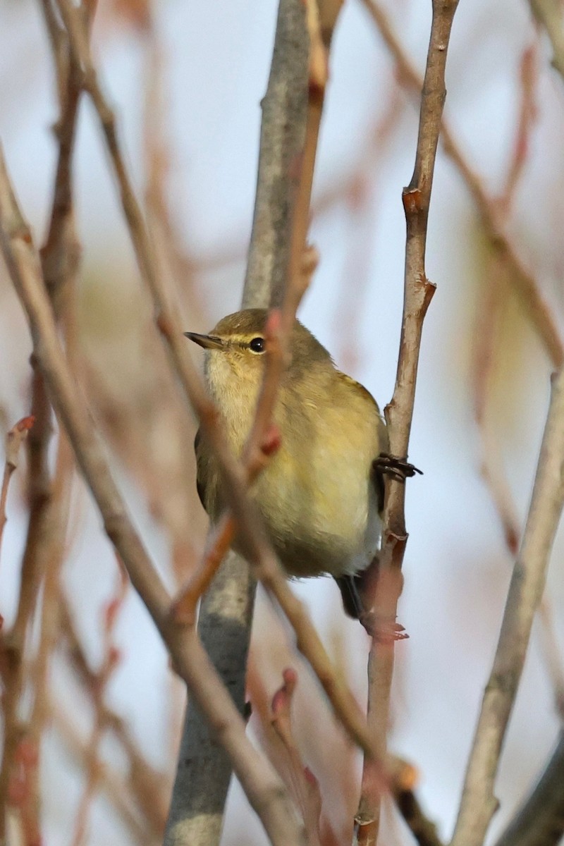 Mosquitero Común - ML647848049