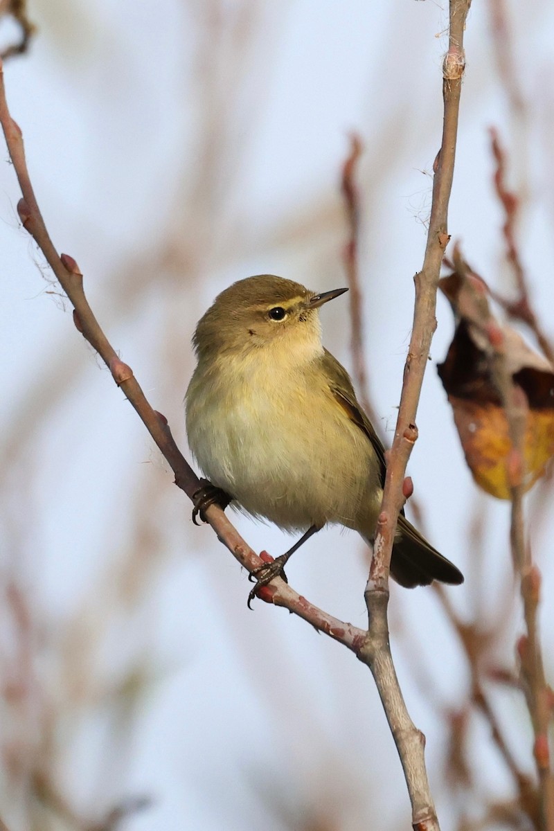 Mosquitero Común - ML647848050