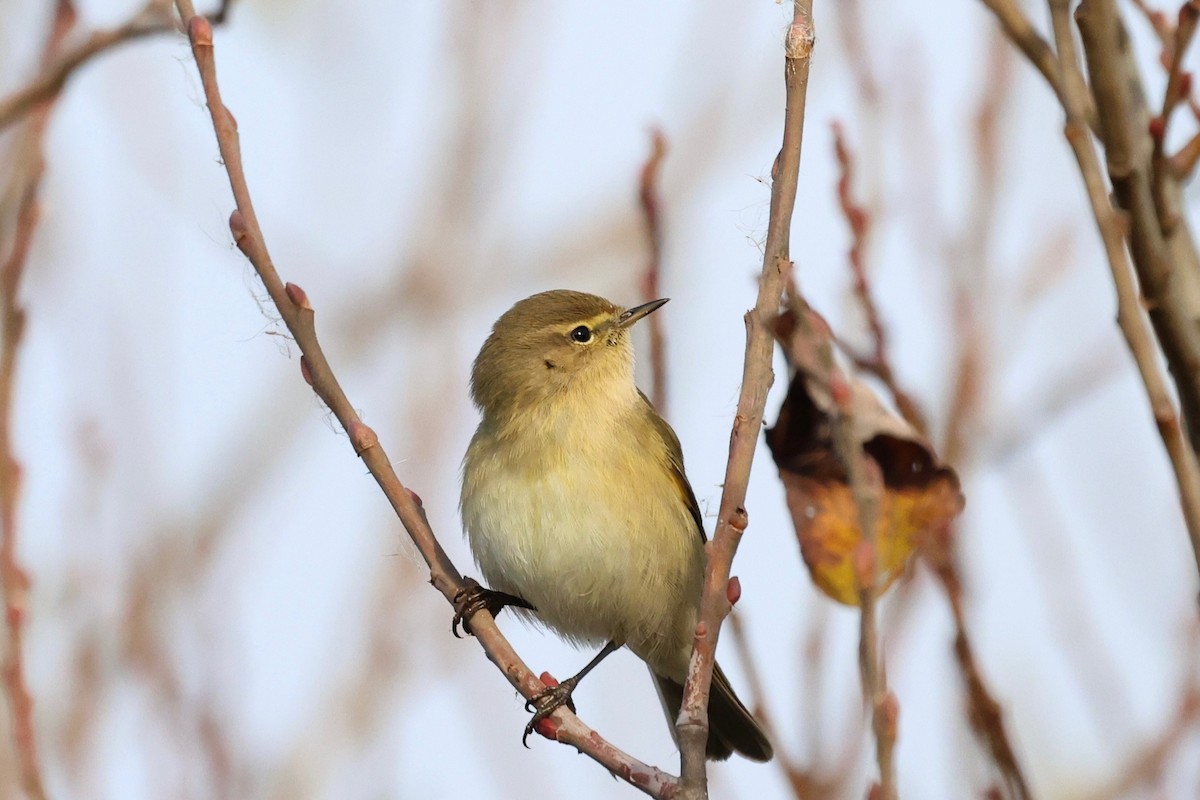 Mosquitero Común - ML647848051