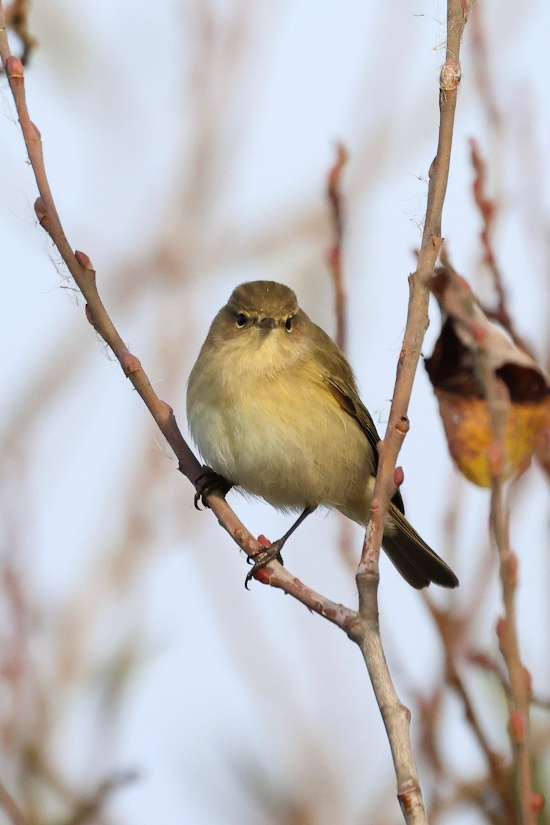 Mosquitero Común - ML647848052