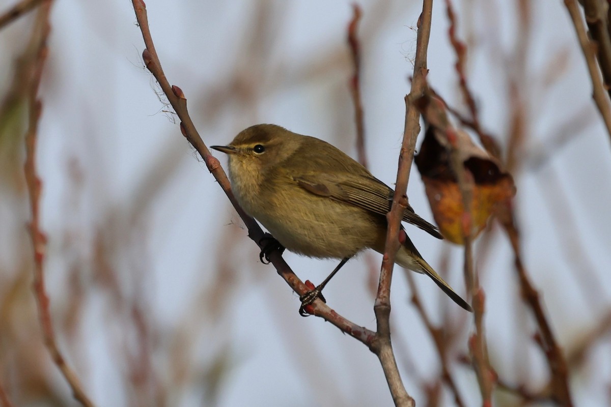 Mosquitero Común - ML647848053