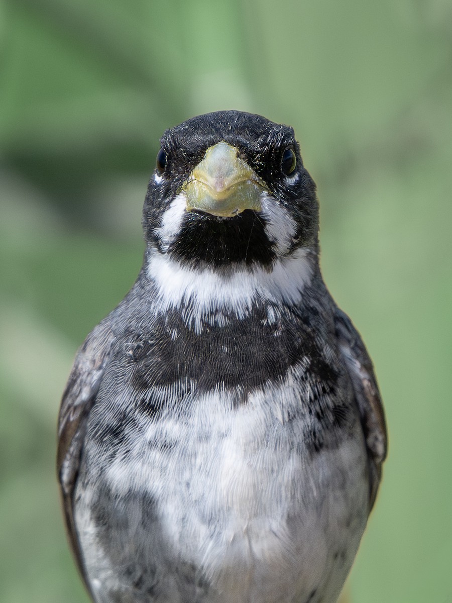 Semillero Corbatita - ML647848054