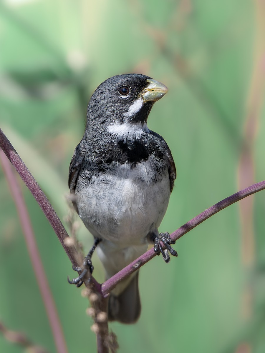 Semillero Corbatita - ML647848055