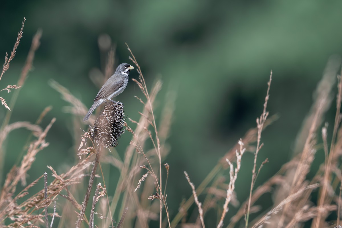 Semillero Corbatita - ML647848056