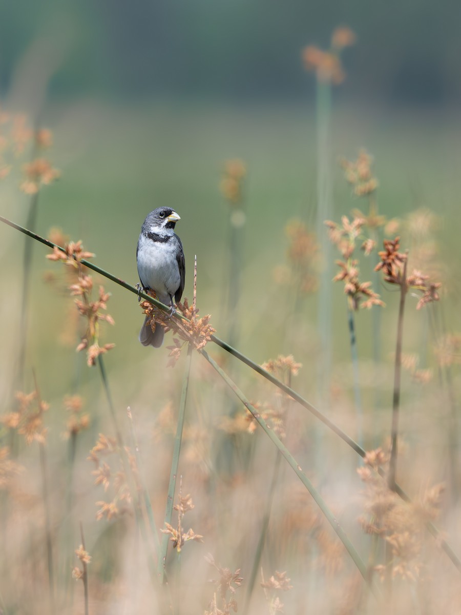 Semillero Corbatita - ML647848057