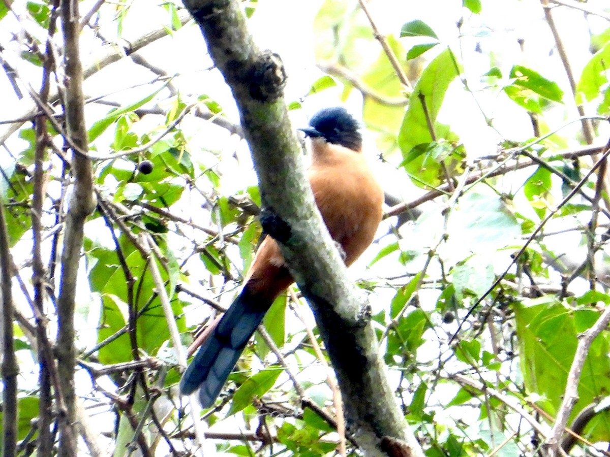 Sibia Rufa - ML647848058