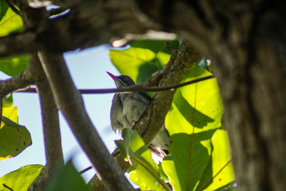 Zorzal Patirrojo Oriental - ML647848059