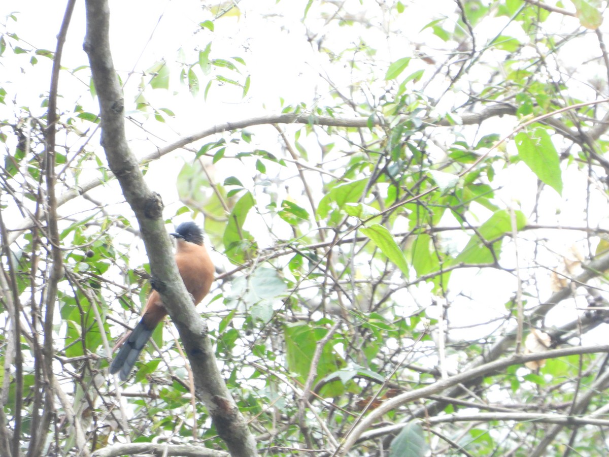 Sibia Rufa - ML647848060