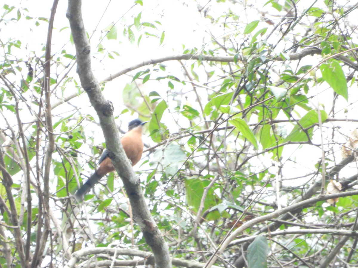 Sibia Rufa - ML647848061